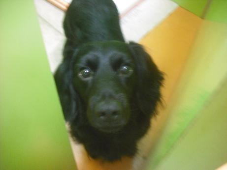 ファイル 3951-1.jpg