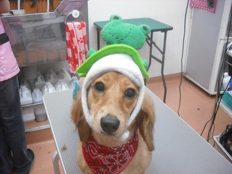 ファイル 3960-1.jpg