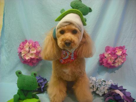 ファイル 3987-1.jpg