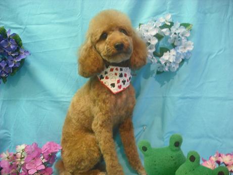 ファイル 4006-1.jpg