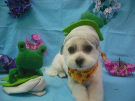 ファイル 4008-1.jpg