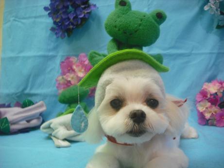 ファイル 4009-1.jpg