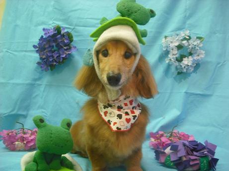 ファイル 4011-1.jpg