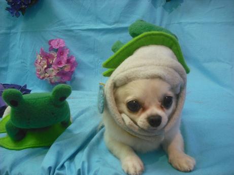 ファイル 4016-1.jpg