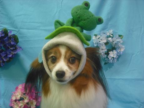 ファイル 4027-1.jpg