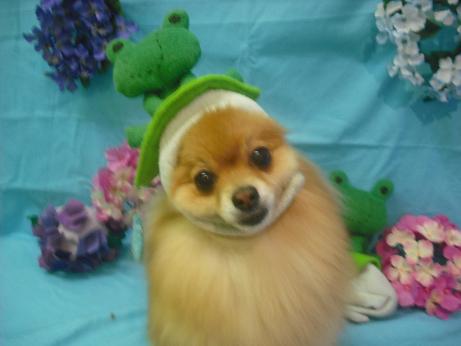 ファイル 4033-1.jpg