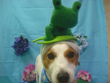 ファイル 4035-1.jpg