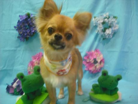 ファイル 4038-1.jpg