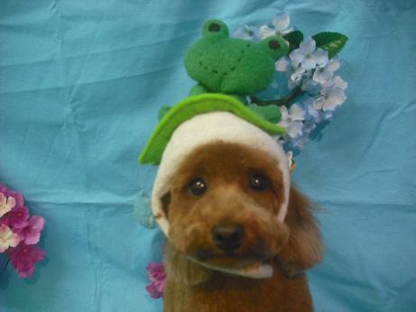 ファイル 4040-1.jpg