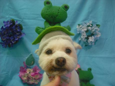 ファイル 4042-1.jpg