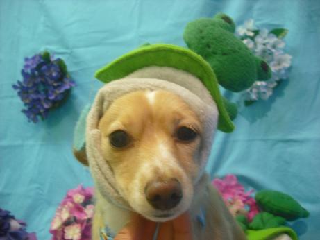 ファイル 4046-1.jpg