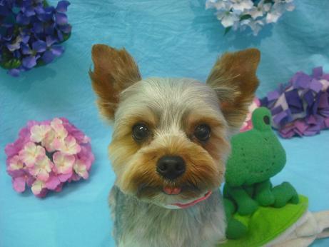 ファイル 4048-1.jpg