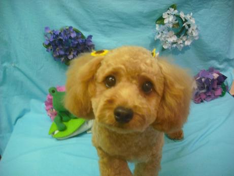 ファイル 4049-1.jpg