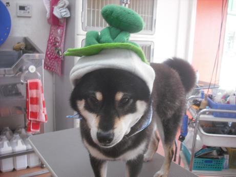 ファイル 4052-1.jpg