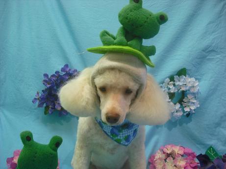 ファイル 4062-1.jpg