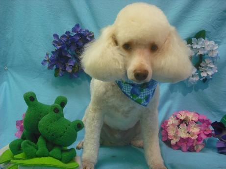 ファイル 4062-2.jpg