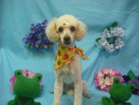 ファイル 4064-2.jpg