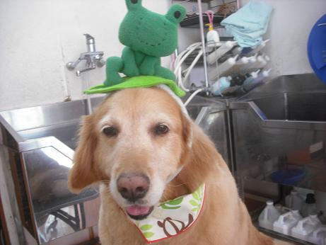 ファイル 4066-1.jpg