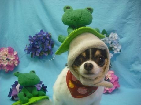 ファイル 4071-1.jpg