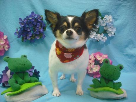 ファイル 4071-2.jpg