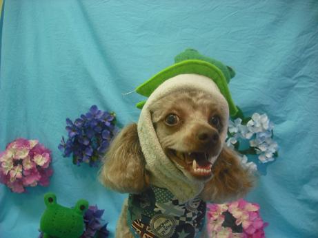 ファイル 4074-1.jpg