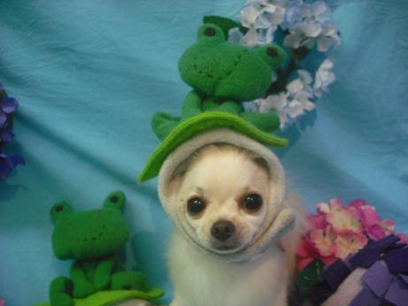 ファイル 4079-1.jpg