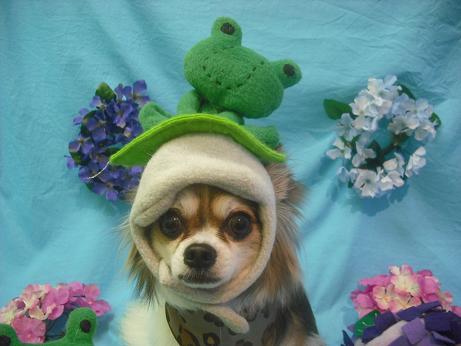 ファイル 4081-1.jpg