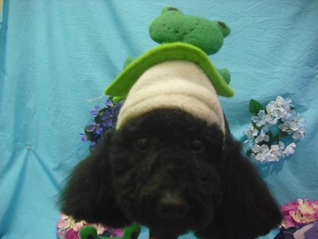 ファイル 4083-1.jpg