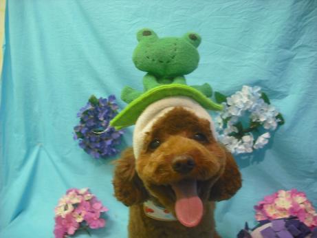 ファイル 4085-1.jpg