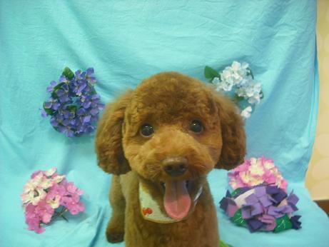 ファイル 4085-2.jpg