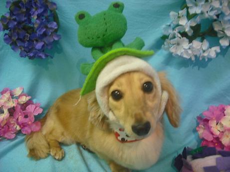 ファイル 4091-1.jpg