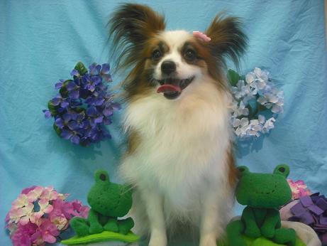 ファイル 4096-1.jpg