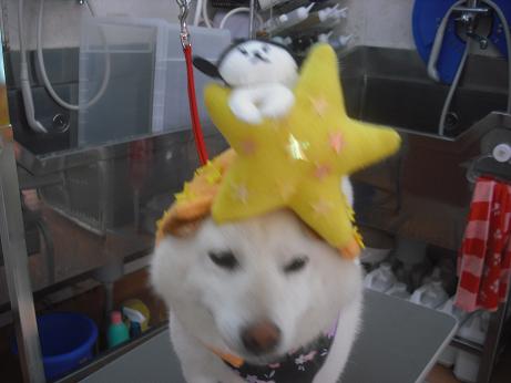 ファイル 4105-1.jpg