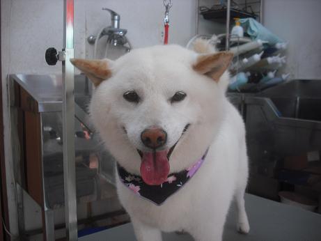 ファイル 4105-2.jpg