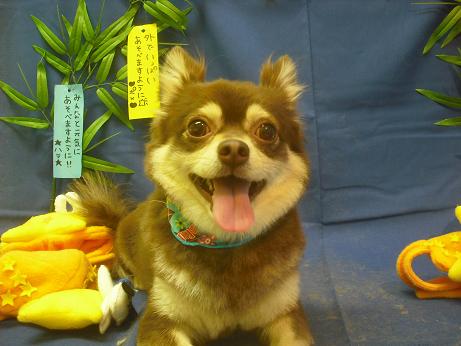 ファイル 4112-1.jpg