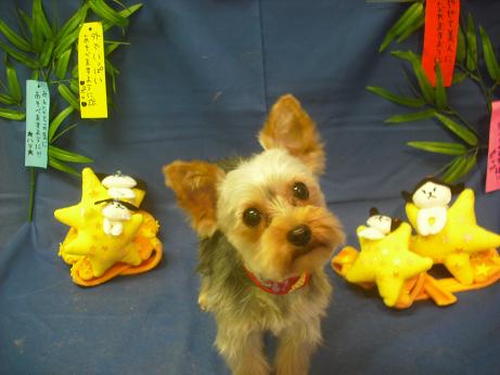 ファイル 4119-2.jpg