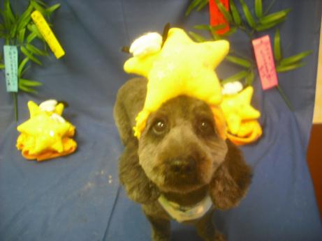 ファイル 4155-1.jpg