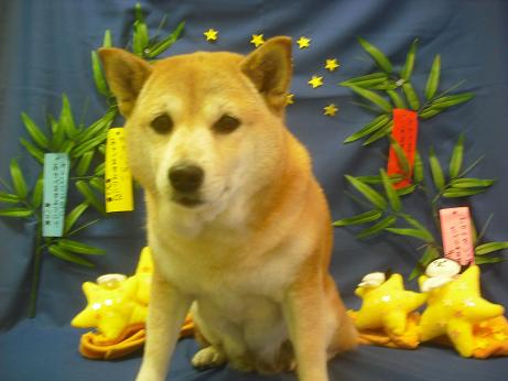 ファイル 4202-2.jpg