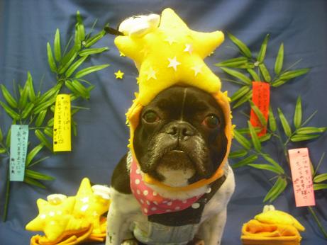 ファイル 4203-1.jpg