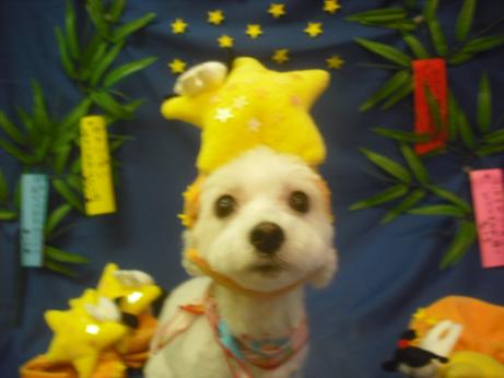 ファイル 4204-1.jpg