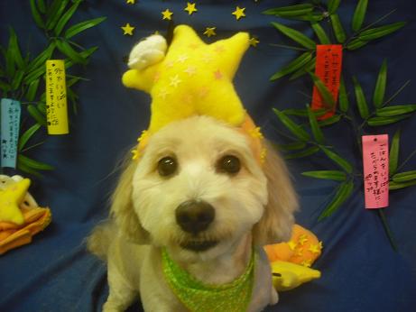 ファイル 4212-1.jpg