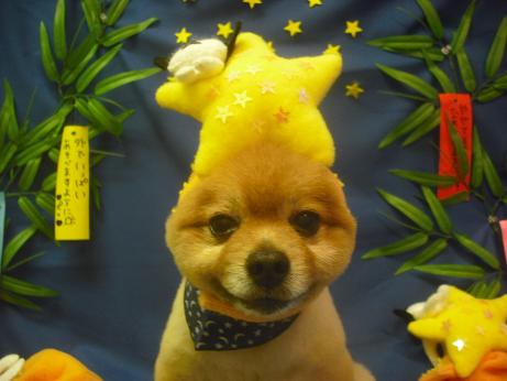 ファイル 4221-1.jpg