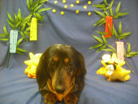 ファイル 4222-2.jpg