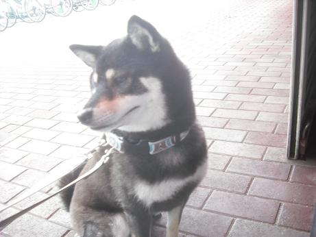 ファイル 4226-2.jpg