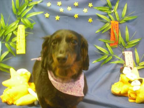 ファイル 4248-1.jpg