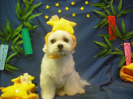 ファイル 4273-1.jpg