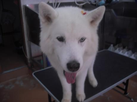 ファイル 4276-1.jpg