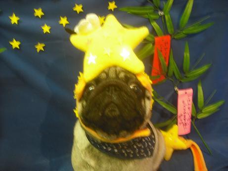 ファイル 4278-1.jpg