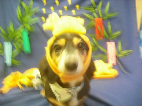 ファイル 4284-1.jpg