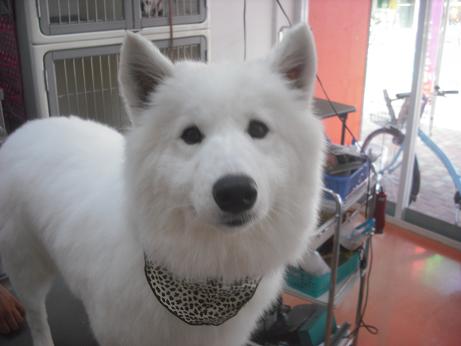 ファイル 4305-1.jpg